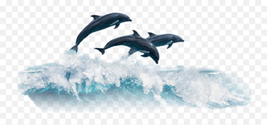Largest Collection Of Free - Dolphin Emoji,Miami Dolphins Emoji