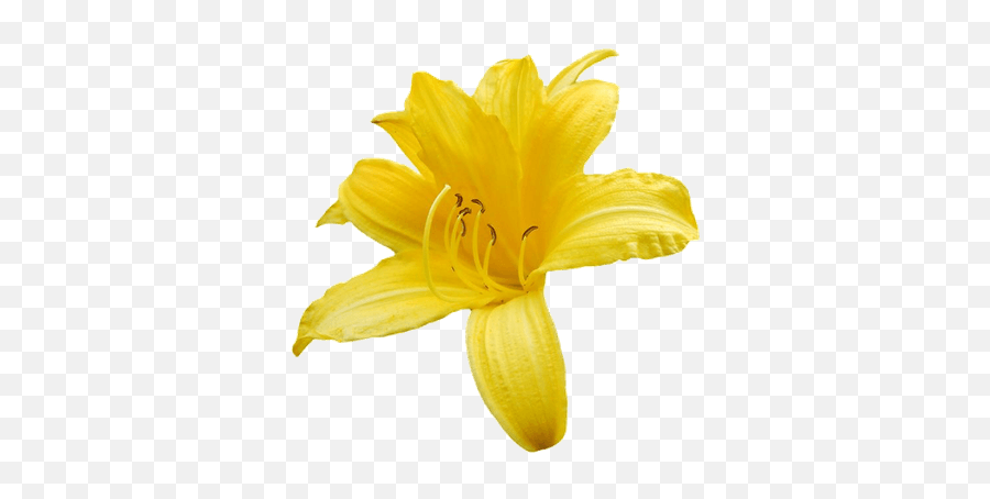 Yellow Sunshine Outfit Shoplook - Lily Emoji,Lily Flower Emoji
