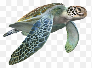 The Most Edited - Loggerhead Sea Turtle 3d Files Emoji,Sea Turtle Emoji