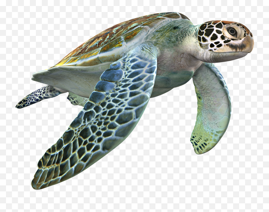 The Most Edited - Loggerhead Sea Turtle 3d Files Emoji,Sea Turtle Emoji