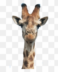 Giraffe Drawing - Giraffe Head Emoji,Giraffeemoji.com