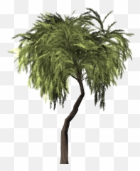 Willow Tree Weeping - Arbol Tropical Png Emoji