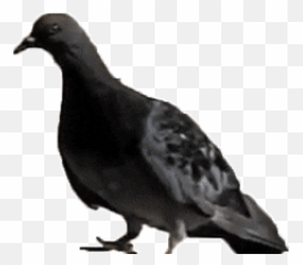Top Fly Away Stickers For Android U0026 Ios Gfycat - Flying Pigeon Gif Transparent Emoji,Fly Emoji
