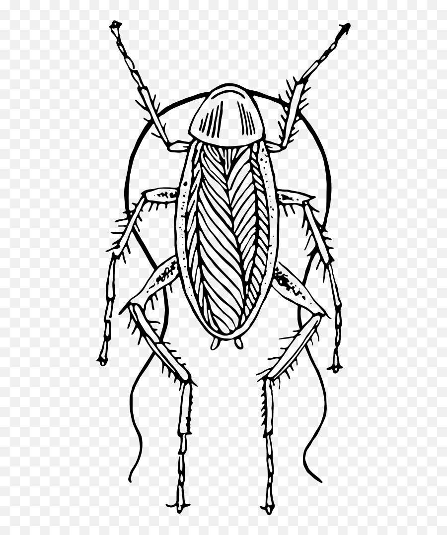 Cockroach Clipart I2clipart - Royalty Free Public Domain Cockroach Black And White Clipart Emoji,Cockroach Emoticon