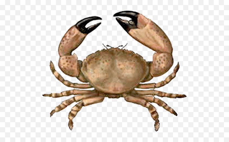 Transparent Crab Live Transparent Png - Live Stone Crab Emoji,Crab Emojis