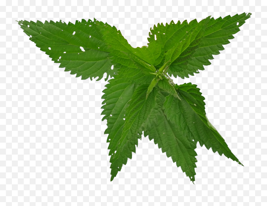 Nettle Png - Common Nettle Emoji,Weed Leaf Emoji