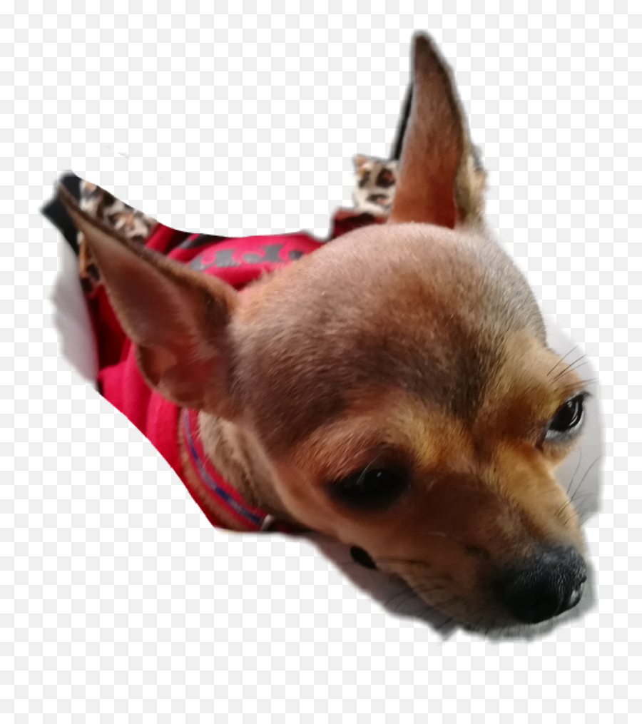 Sad Dogdoglover - Sticker By Gev Wally Snook Chihuahua Emoji,Sad Dog Emoji