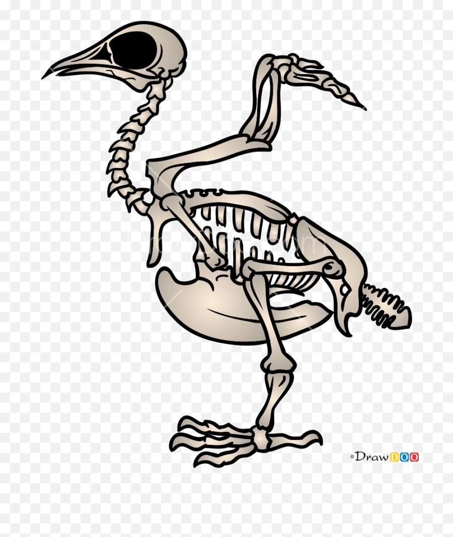 How To Draw Bird Skeleton Skeletons - Drawing Skeleton Of A Bird Emoji,Parrot Emoji