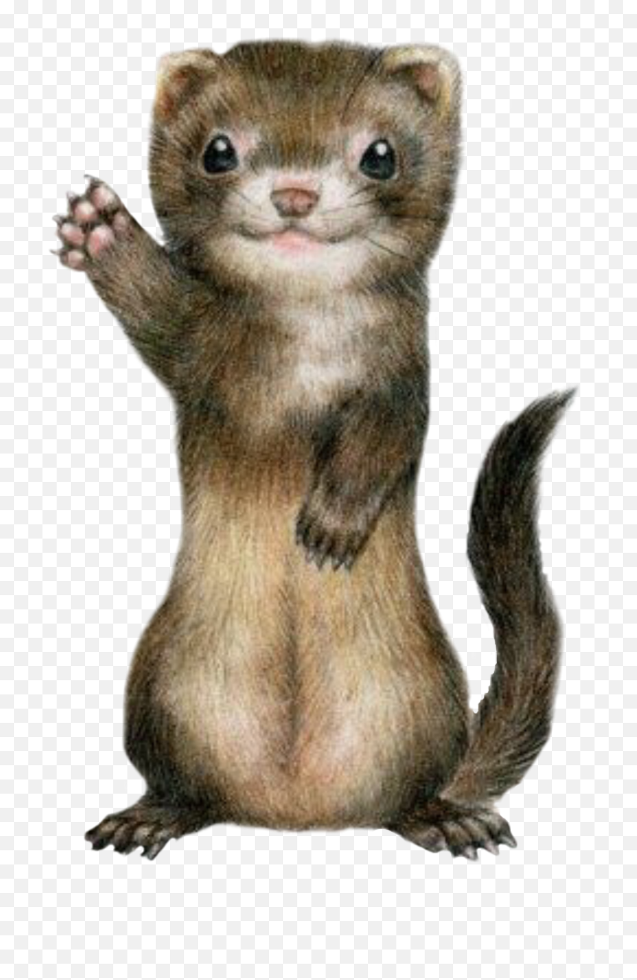 Ferret Cute Sticker - Ferret Standng Emoji,Weasel Emoji