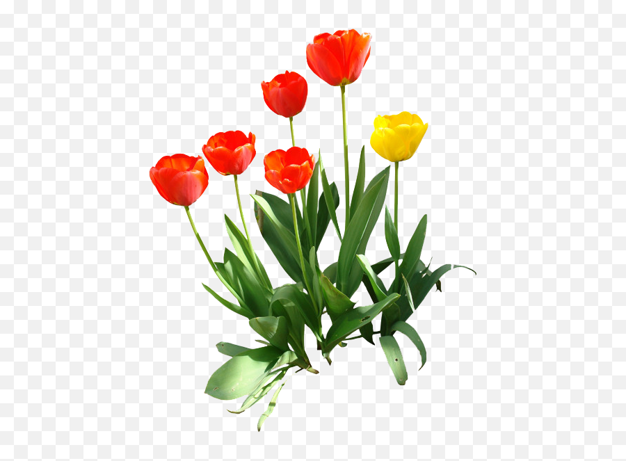Tulip Png Transparent Image - Tulip In Garden Png Emoji,Tulip Emoji