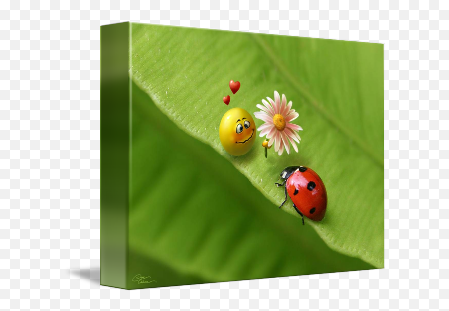 Ladybug - Beautiful Lovely Emoji,Ladybug Emoticon