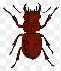 Beetle Bug Insect - Clip Art Pine Beetle Transparent Emoji,Cockroach Emoji