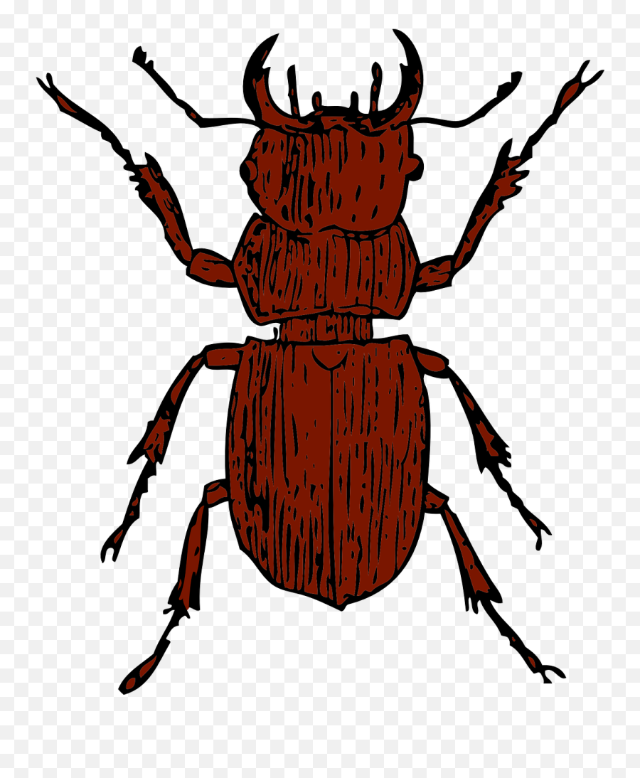 Beetle Bug Insect - Clip Art Pine Beetle Transparent Emoji,Cockroach Emoji