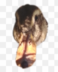 Duckduck Face Duckface - Mallard Emoji