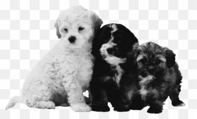 Download The Sad Reality Of Too Many Dogs And Cats - Perfect Puppy Emoji