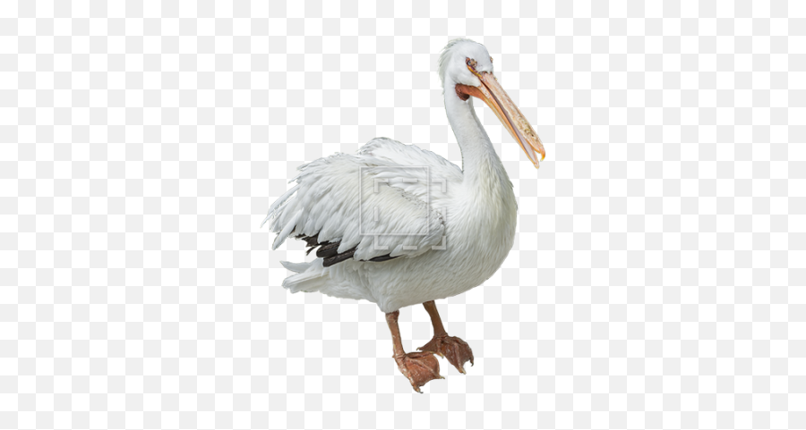 Pelicans Walking Png - Great White Pelican Emoji,Pelican Emoji