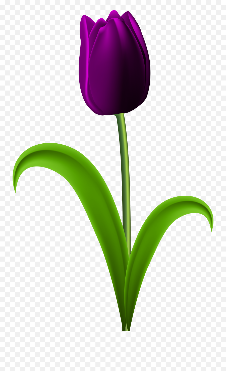 114379 Transparent Free Clipart - Purple Tulips Flowers Clipart Emoji,Car Grandma Flower Emoji