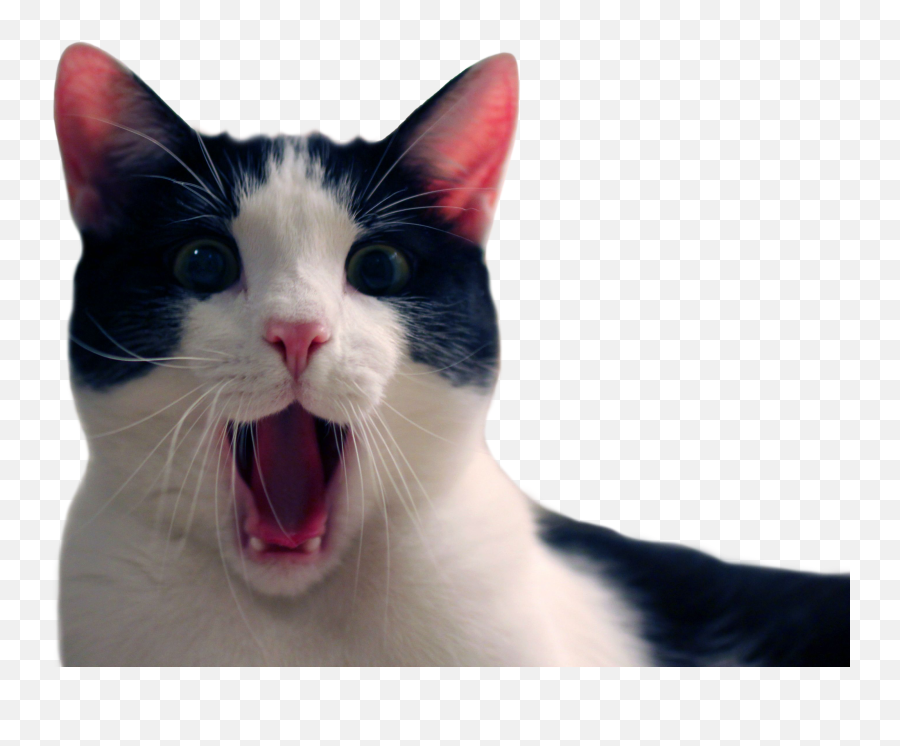 Funny Cats Png Picture - International Cat Day 2019 Emoji,Shocked Cat Emoji