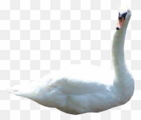 5 Swan - Swans Emoji,Swan Emoji
