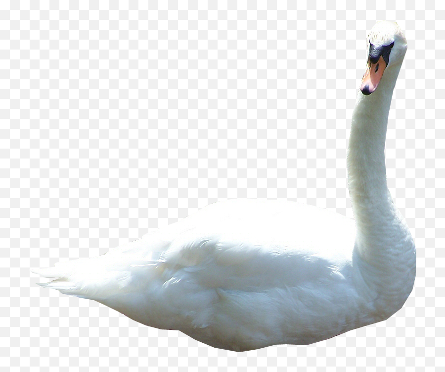 5 Swan - Swans Emoji,Swan Emoji