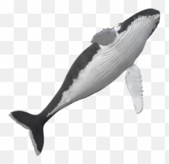 Wal Humpback Whale Animal - Killer Emoji