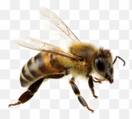 Mbtskoudsalg Png And Vectors For Free - Bee Emoji