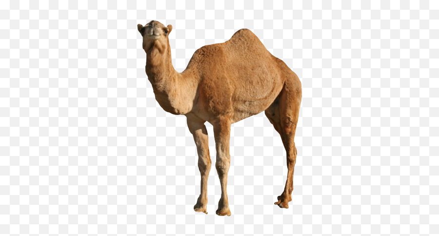 Humpday Camel Whatdayisit Whootwhoot - Humpday Camel Emoji,Hump Day Emoji