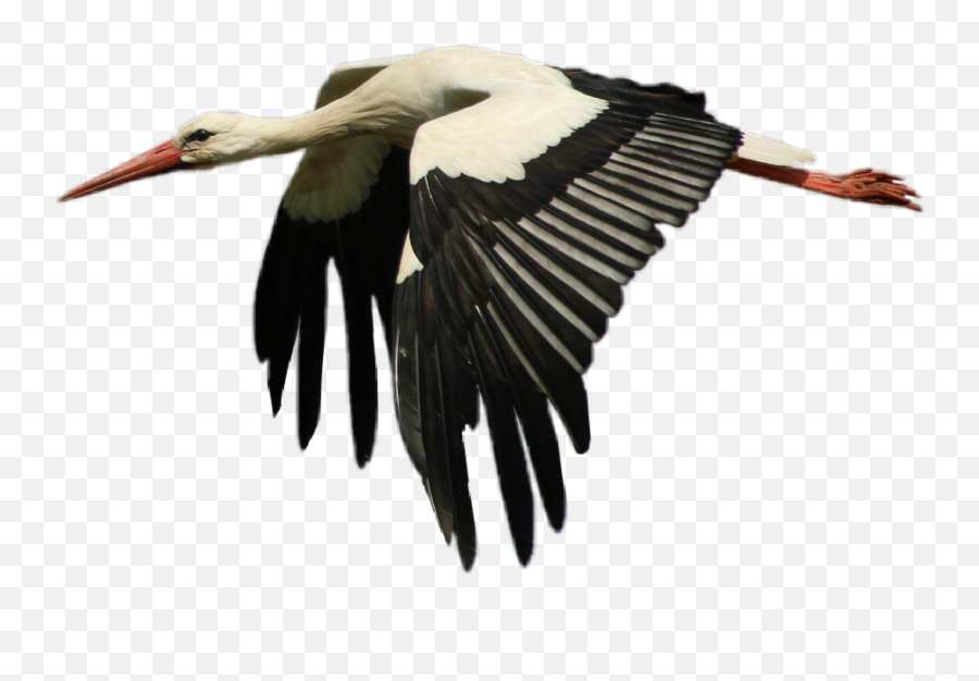 Stork - White Stork Emoji,Stork Emoji