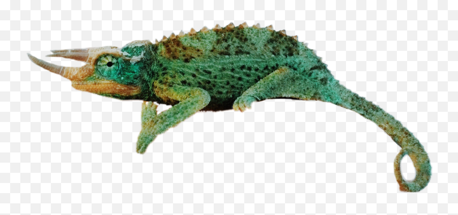 Chameleon Reptiles Sticker By Rosapiccinelli - Kameleon Cena Emoji,Chameleon Emoji