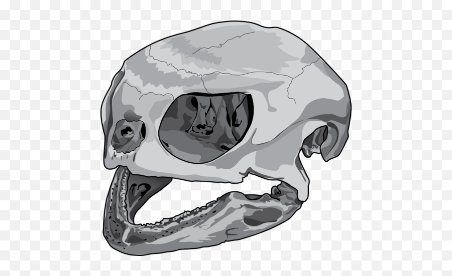 Kemps Ridley Sea Turtle - Turtle Skull Art Emoji,Turtle Skull Emoji