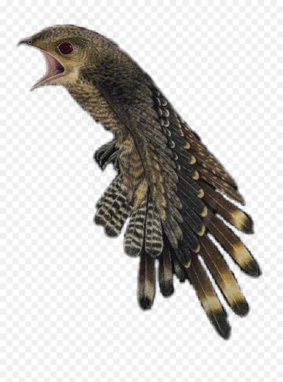 Sticker - Falconiformes Emoji,Whip Emoji Copy