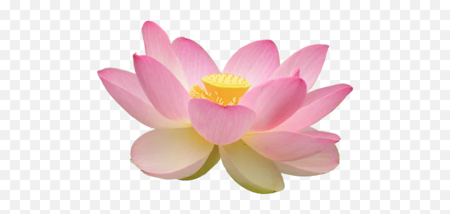 Telegram Stickers For Query Emoji Search Results For The - Sacred Lotus,Lotus Flower Emoji