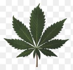 Cannabis Leaf Png Weed - Cannabis Emoji,Marijuana Emoji