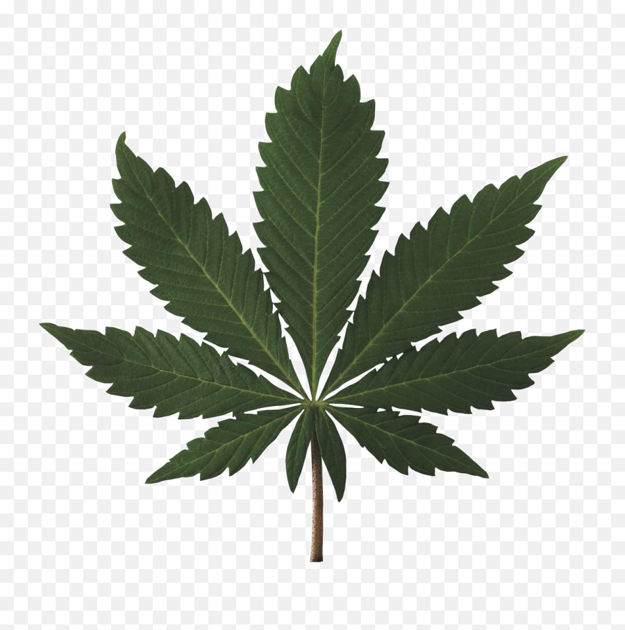 Cannabis Leaf Png Weed - Cannabis Emoji,Marijuana Emoji