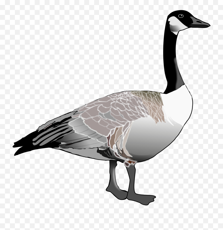Goose Simple Transparent Png Clipart Free Download - Canadian Goose Clipart Emoji,Goose Emoji