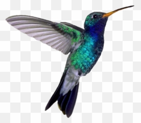 Bird Download Hummingbird Load20180523 Pngmart002 - Humming Bird Png Emoji,Hummingbird Emoji