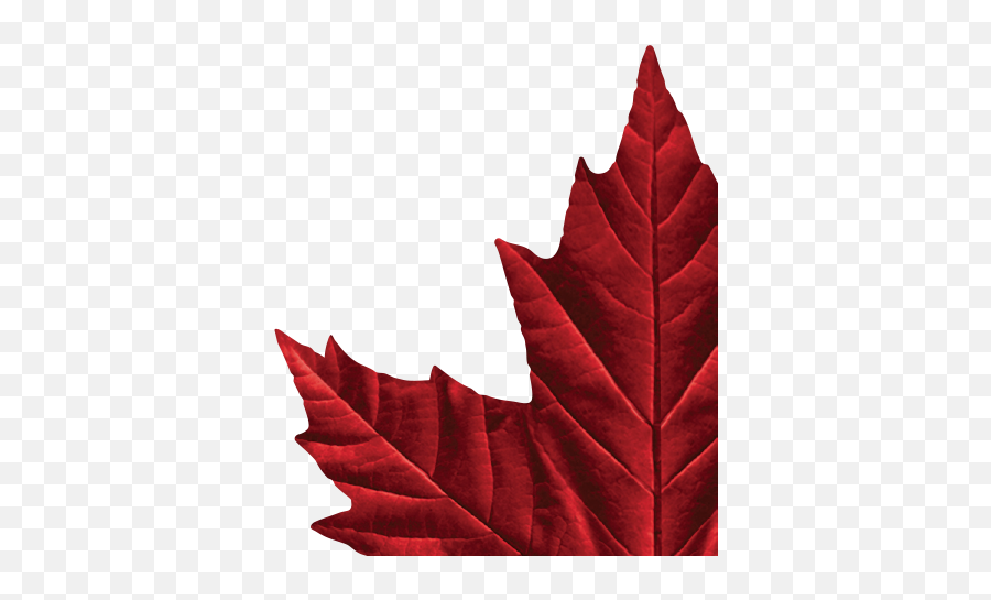 Molson Canadian Maple Leaf Logos - Molson Canadian Maple Leaf Emoji,Stanley Cup Emoji