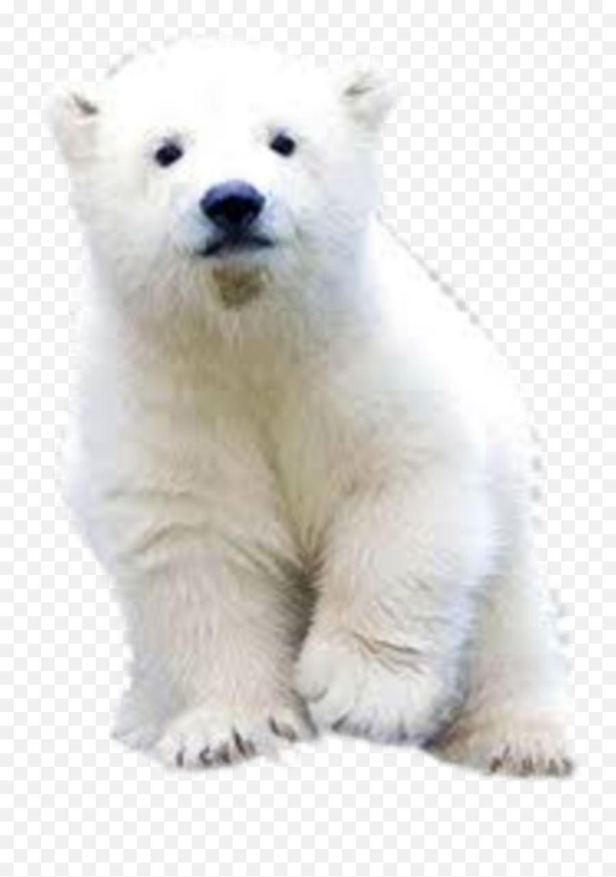 Polar Bear Sticker Challenge On Picsart - Baby Polar Bear Emoji,Polar Bear Emoji