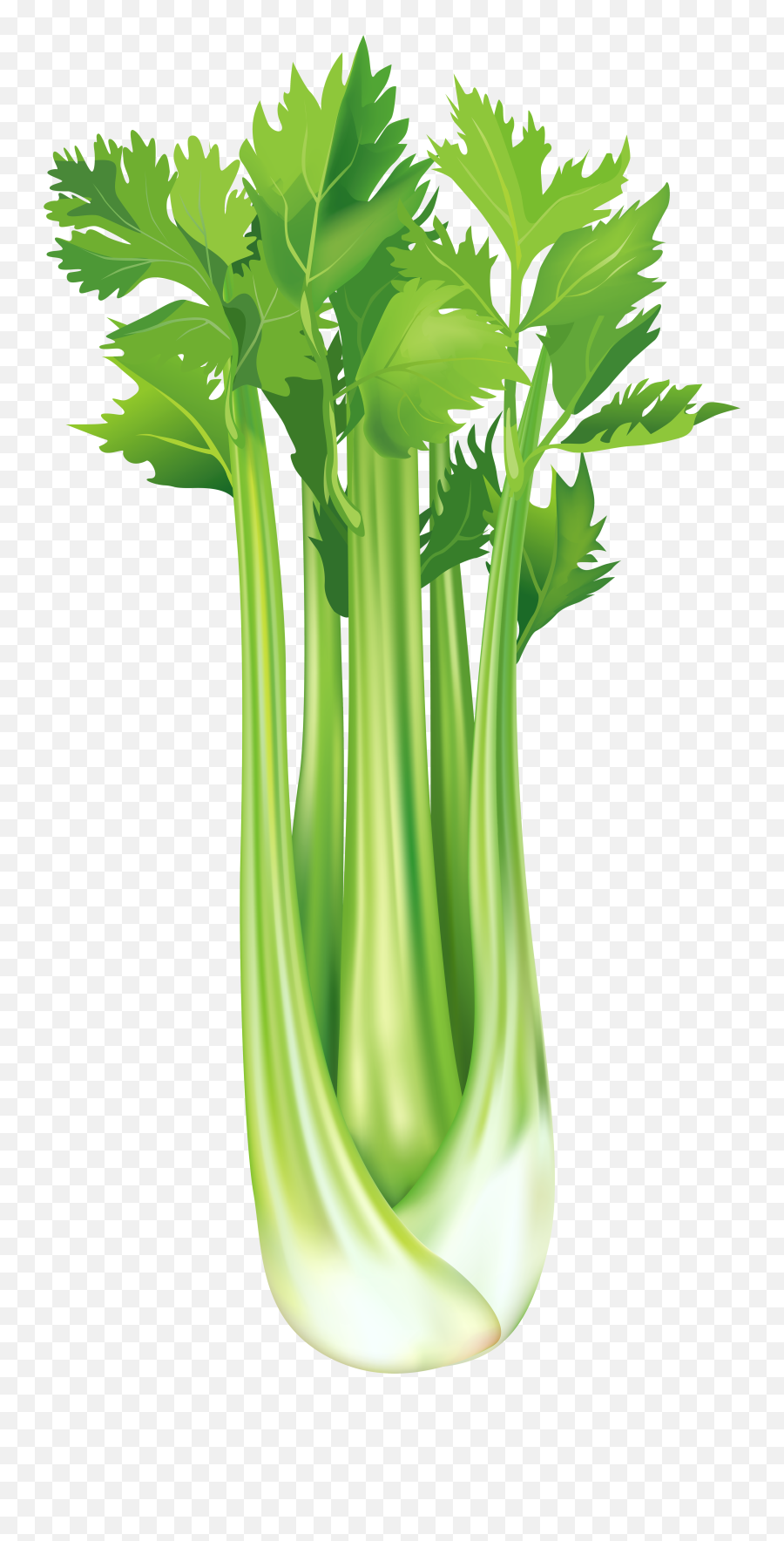 Celery Cellery Transparent Png Emoji,Celery Emoji