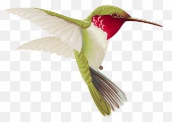 Free Bird Transparent Download Free Clip Art Free Clip Art - Transparent Background Hummingbird Clip Art Emoji,Hummingbird Emoji