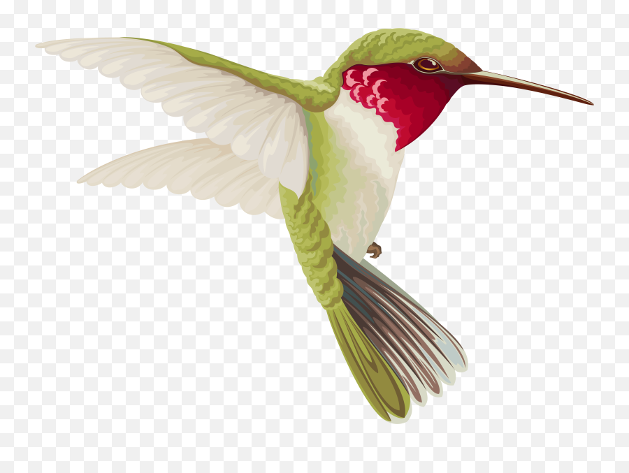 Free Bird Transparent Download Free Clip Art Free Clip Art - Transparent Background Hummingbird Clip Art Emoji,Hummingbird Emoji