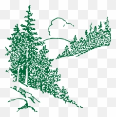 Twig Vector Conifer Transparent U0026 Png Clipart Free Download - Sketch Pine Trees Transparent Emoji,Pinecone Emoji