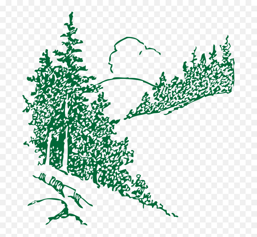 Twig Vector Conifer Transparent U0026 Png Clipart Free Download - Sketch Pine Trees Transparent Emoji,Pinecone Emoji