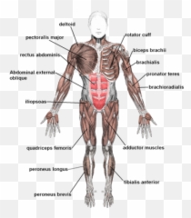 Science Locomotor System Class - Major Muscle Groups Diagram Emoji
