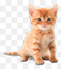 Real Animals Photo Stickers u2013 Apps on Google Play - Orange Cute Tabby Kittens Emoji