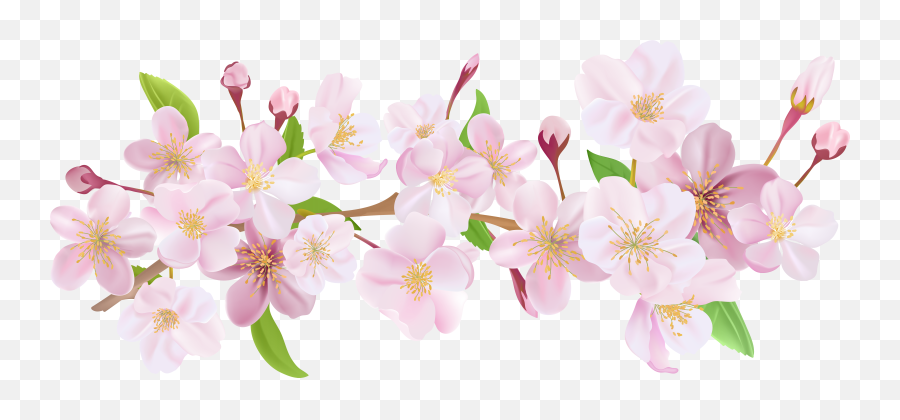Cherry Blossom Flower Transparent Png - Cherry Blossom Flowers Png Emoji,Japanese Emoji Flower