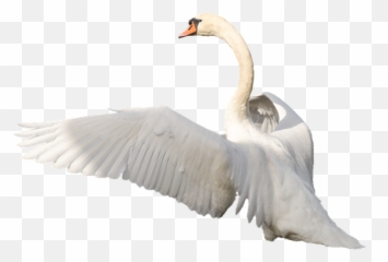5 Swan - Whooper Swan Png Emoji,Swan Emoji