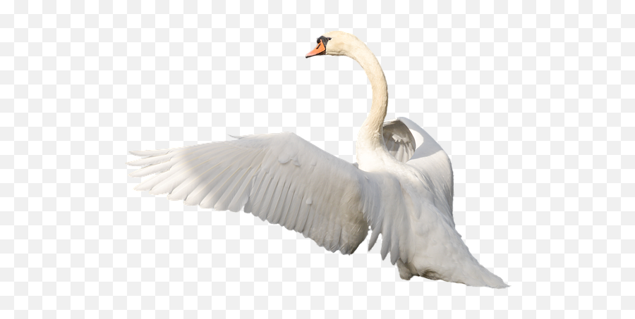 5 Swan - Whooper Swan Png Emoji,Swan Emoji