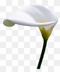 Calla Lilly PSD Official PSDs - Transparent Emoji