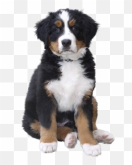 Download Pet Puppy Dog Cat Free Frame - Bernese Mountain Png Emoji